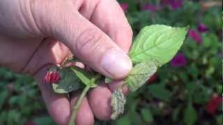 Impatiens Dying from Downy Mildewmov [upl. by Iey]