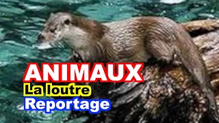 ANIMAUX  La loutre dEurope Lutra lutra [upl. by Acinomal]