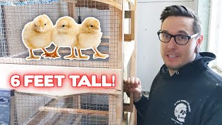 DIY Chicken Brooder For Over 100 Chicks [upl. by Ofloda]