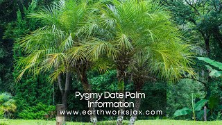 Pygmy Date Palm Information [upl. by Lomaj702]