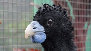 Saving the Critically Endangered Blue Billed Curassow [upl. by Semadar]