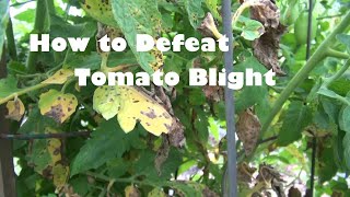 How to Defeat Tomato Blight [upl. by Suoicserp]