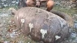 Snakes  Watch This Python Autopsy  Ultimate Killers  BBC Studios [upl. by Akinuahs]