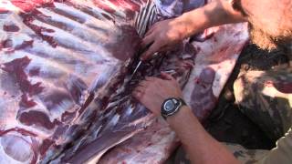 Elk Hunting Gutless Field Dressing Method 3 [upl. by Nimrahc]