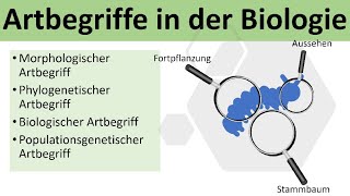 Artbegriffe in der Biologie biologischer und morphologischer Artbegriff  Evolution Oberstufe [upl. by Octavla121]