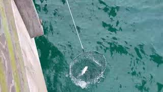 How to use a Bridge Net on a Fishing Pier [upl. by Theurer785]