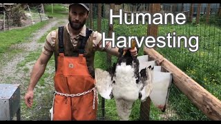 How to Pluck A Muscovy Duck  Humane Harvesting Guide [upl. by Lotta]