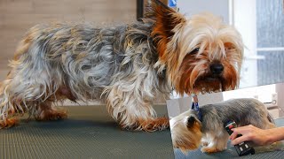 Full Grooming Yorkshire Terrier  From Start to Finish [upl. by Eiralc]