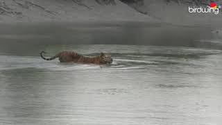 Sundarban tiger sighting [upl. by Limber]