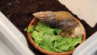 Giant African Land Snail eats lettuce  TIMELAPSE [upl. by Mariken]