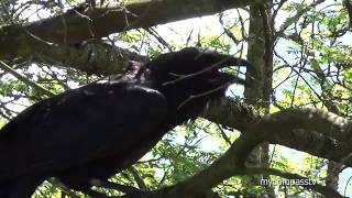 Raven Squawking  free sound effect [upl. by Inahs]