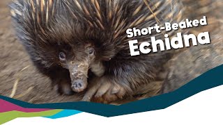 Keeper Talk  ShortBeaked Echidna [upl. by Dudley]