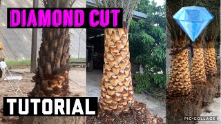 HOW TO DIAMOND CUT A SYLVESTER PALM Quick tutorial [upl. by Droflim]