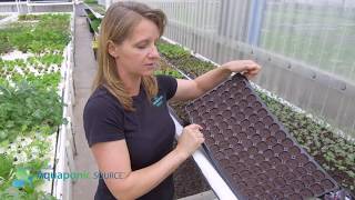 Using Plug Trays To Grow Seedlings [upl. by Riordan]