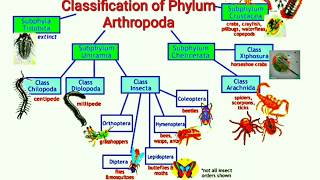 Classification of Phylum Arthropoda [upl. by Proffitt]