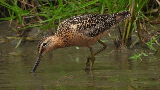 Longbilled Dowitcher Foraging [upl. by Yrocal]