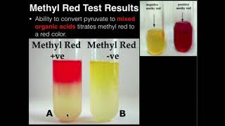 Microbiology Methyl Red Test [upl. by Nims634]