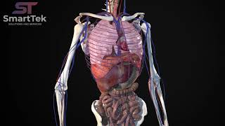 Full Virtual 3D Human Body Anatomy [upl. by Chlores]