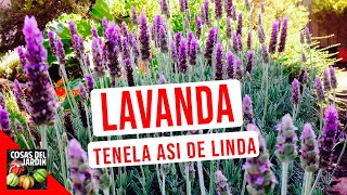 LAVANDA CUIDADOS RIEGO CULTIVO PODAR [upl. by Grimes]