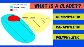 Monophyletic Paraphyletic and Polyphyletic [upl. by Eesyak712]