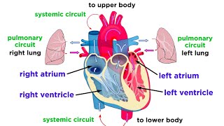 The Circulatory System Part 1 The Heart [upl. by Ahsrat962]