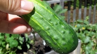 How to grow and Harvest Pickling Cucumbers [upl. by Dinin]