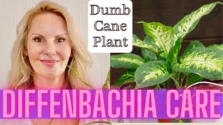 Dieffenbachia Care Propagation and Problems  Dumb Cane Plant with MOODY BLOOMS [upl. by Eruza]