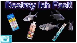 How To Treat ICH In Fish and Clear Infection FAST Complete Guide From a Microbiology Perspective [upl. by Laen]