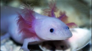 Facts The Axolotl [upl. by Harlene]