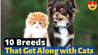 The 10 Best Dog Breeds that get along with Cats 🐶 🐈 [upl. by Ahsyad]