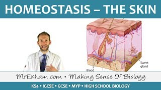 Homeostasis and the Skin  GCSE Biology 91 [upl. by Hanna]