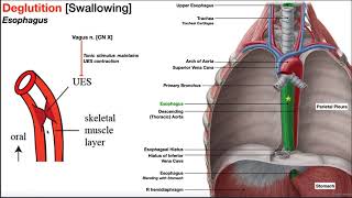 The Esophagus EXPLAINED [upl. by Chrystal]