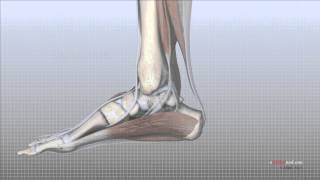 Foot Anatomy Animated Tutorial [upl. by Alyk]