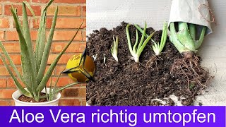 Aloe Vera richtig umtopfen – Anleitung [upl. by Nnaitak]