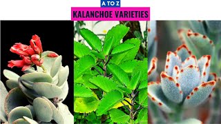 Kalanchoe Varieties A to Z [upl. by Cirdla]