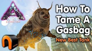 ARK Extinction HOW TO TAME A GASBAG Kibble After Patch [upl. by Ietta]