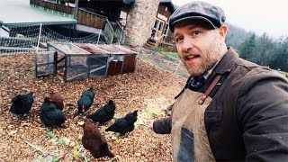 How I feed SIX Chickens for FREE [upl. by Huppert]