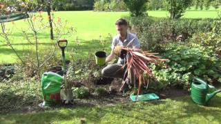 How to Plant a Phormium [upl. by Gahl]