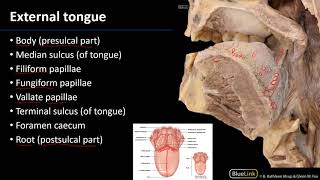 Oral Cavity  Tongue [upl. by Inverson623]