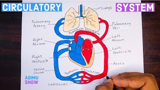 How To Draw Double circulatory System  step by step tutorial [upl. by Shu678]