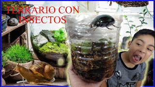 COMO HACER UN TERRARIO CON INSECTOS [upl. by Aydne228]