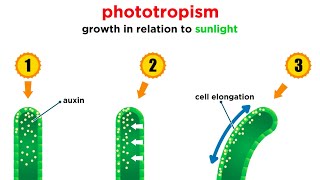 Mechanisms of Plant Growth [upl. by Aiekram]