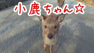 奈良公園 ついてきた小鹿ちゃん A cute fawn chasing me NARA PARKJAPAN [upl. by Haraf457]