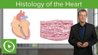 Histology of the Heart – Histology  Lecturio [upl. by Heidi476]