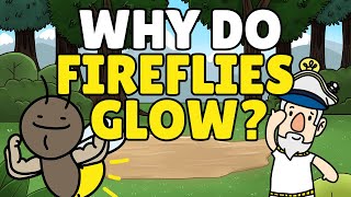 Why Do Fireflies Glow  How Do Fireflies Glow  Bioluminescence [upl. by Faso]