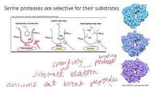 Enzymes Serine Proteases Dr Terrell [upl. by Narret]