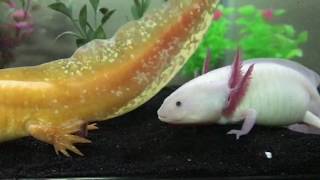 Axolotls breeding [upl. by Sac]