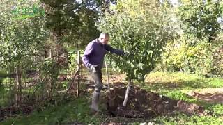 TRANSPLANTER un ARBRE FRUITIER🍎Comment faire pour réussir [upl. by Buke]