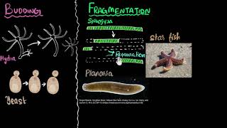 Budding spores fragmentation amp regeneration  How do organisms reproduce  Biology  Khan Academy [upl. by Danae]