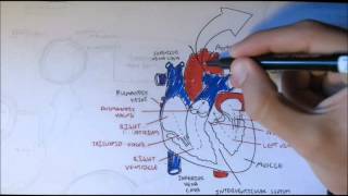 Cardiovascular System Anatomy [upl. by Giusto]